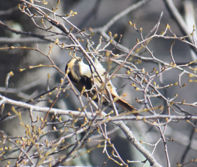 Thorn-tailed Rayadito - ML638176357