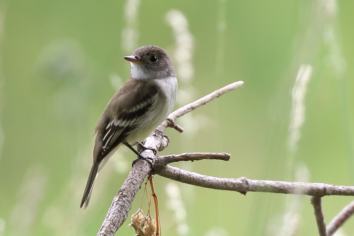Willow Flycatcher - ML638176364