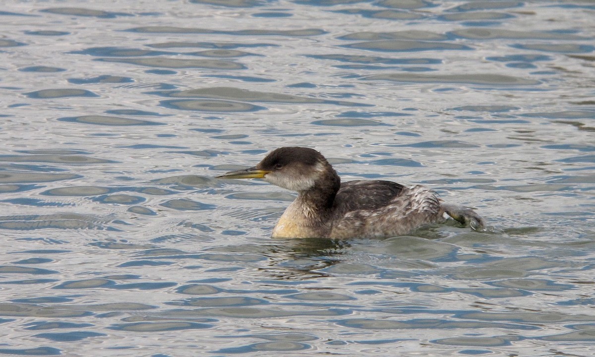 Буурал шунгуур - ML638176365