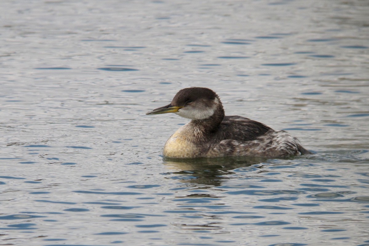 Буурал шунгуур - ML638176366