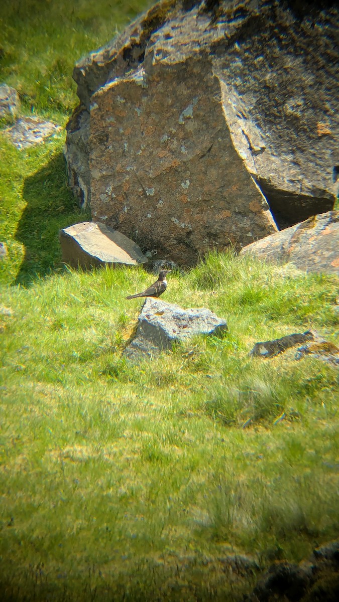 Ring Ouzel - ML638176367