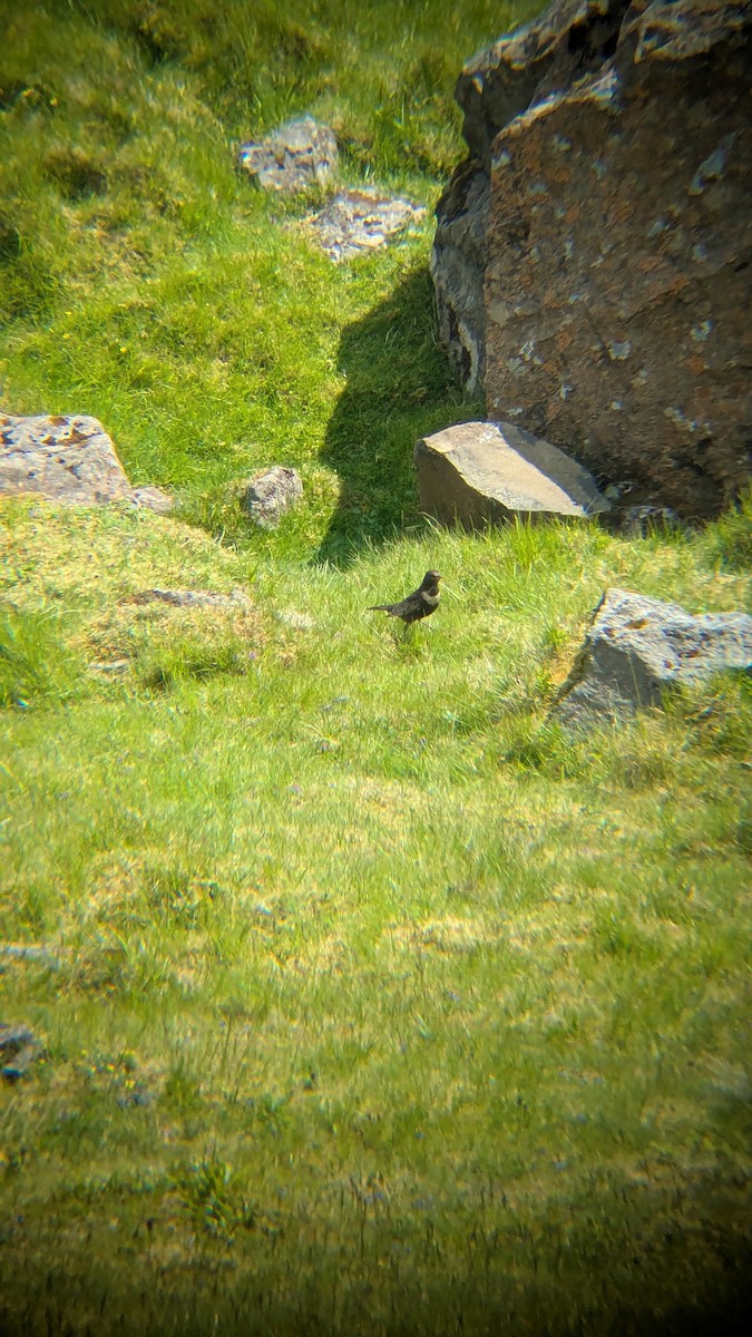 Ring Ouzel - ML638176368