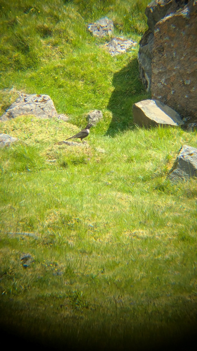 Ring Ouzel - ML638176369