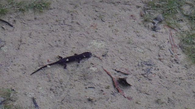 Okinawa Sword-tailed Newt - ML638176371