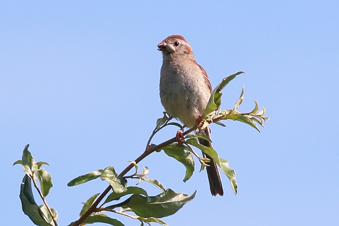 Field Sparrow - ML638176391