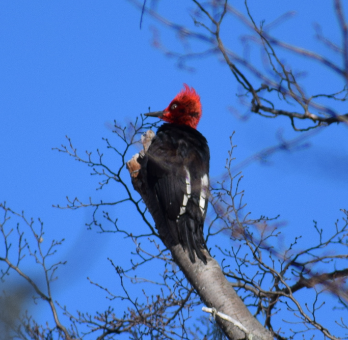 Magellanic Woodpecker - ML638176392