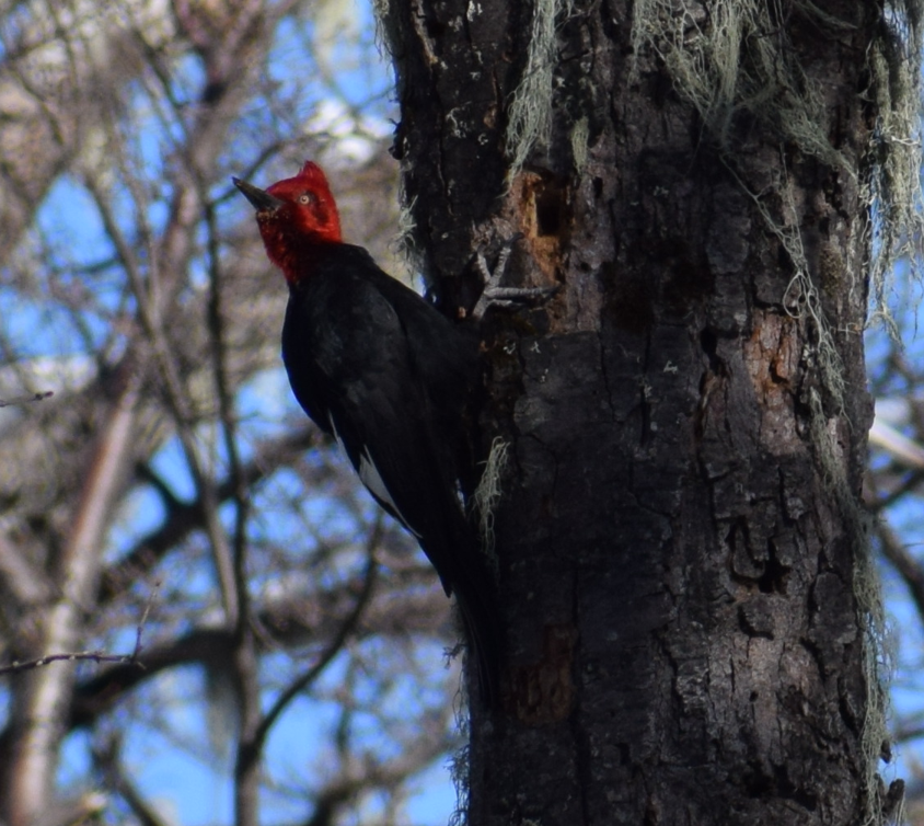 Magellanic Woodpecker - ML638176393
