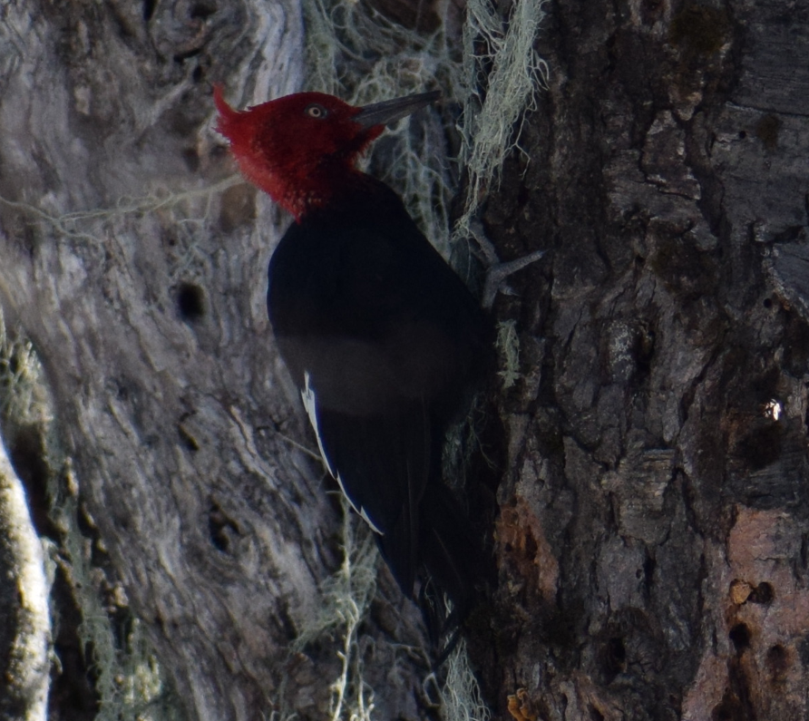 Magellanic Woodpecker - ML638176395