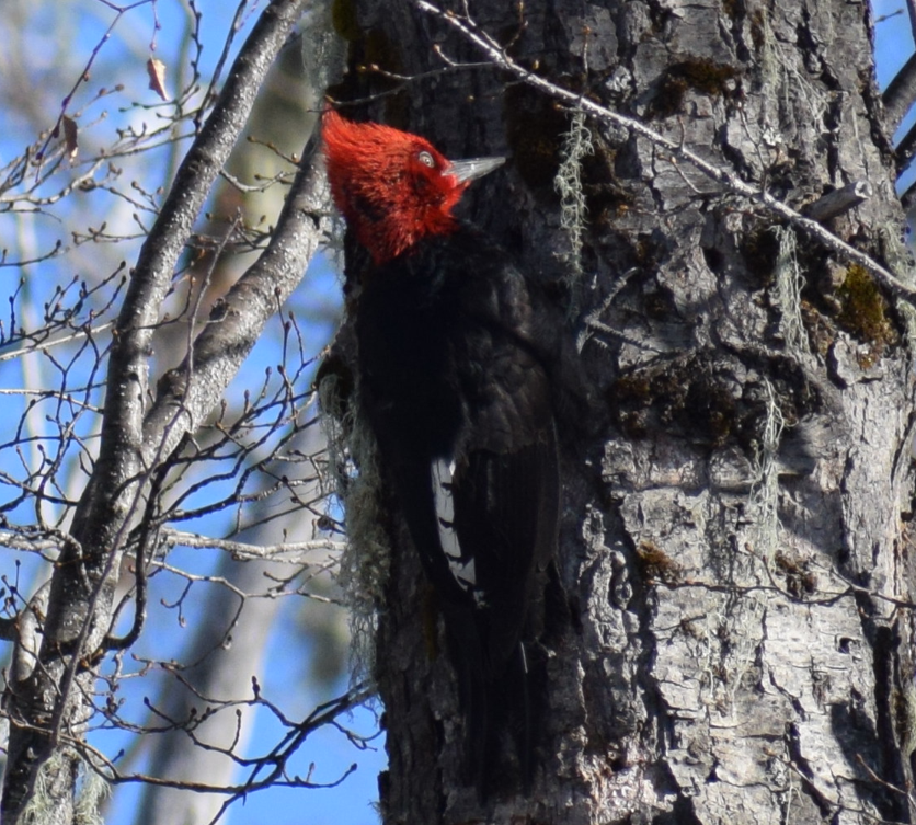 Magellanic Woodpecker - ML638176396