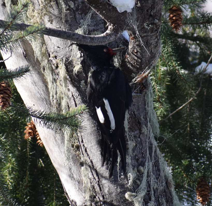 Magellanic Woodpecker - ML638176398
