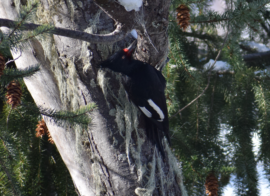 Magellanic Woodpecker - ML638176400