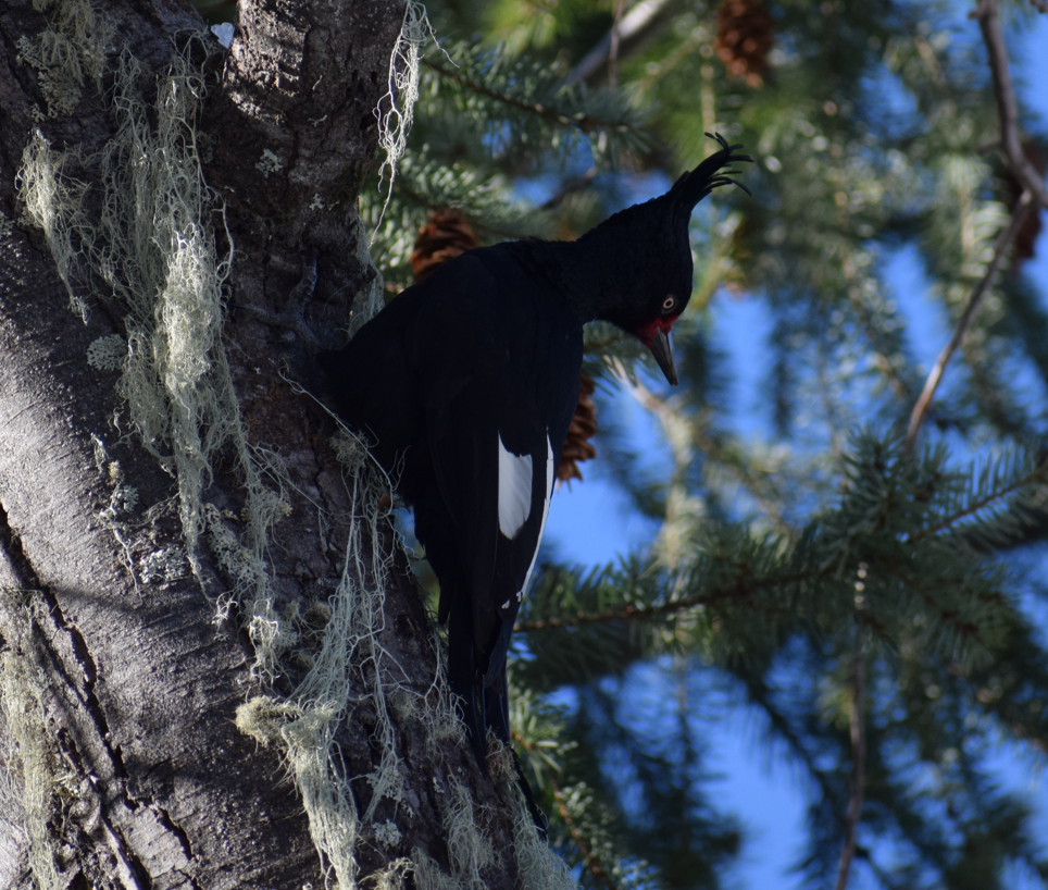 Magellanic Woodpecker - ML638176402