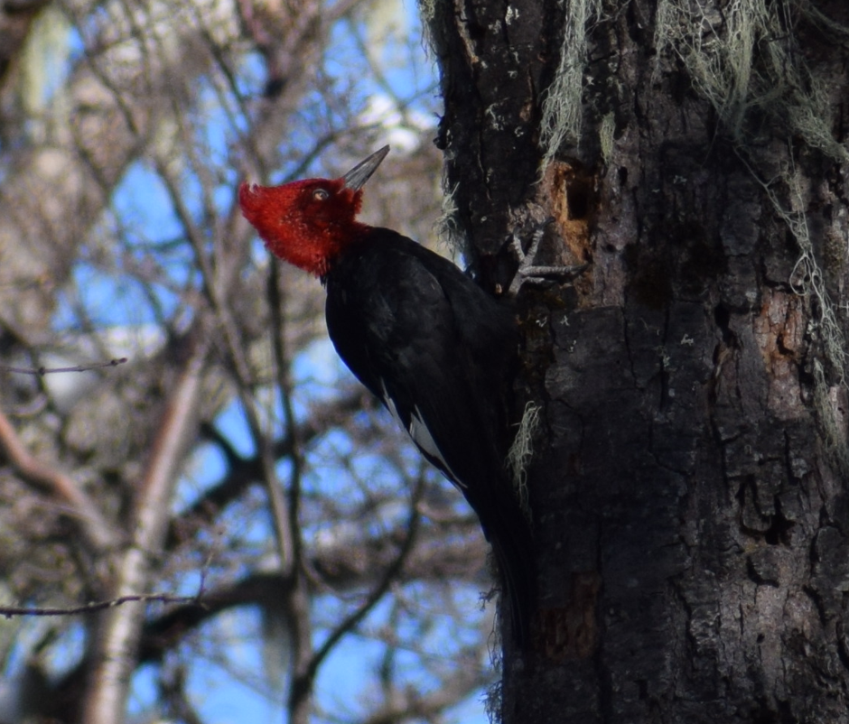 Magellanic Woodpecker - ML638176403
