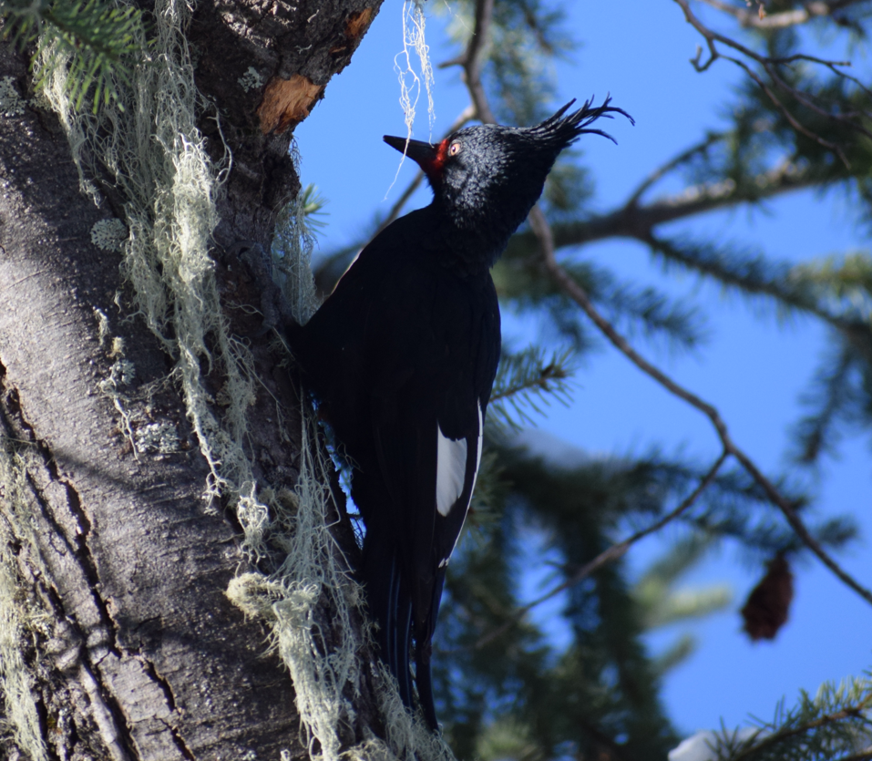 Magellanic Woodpecker - ML638176404