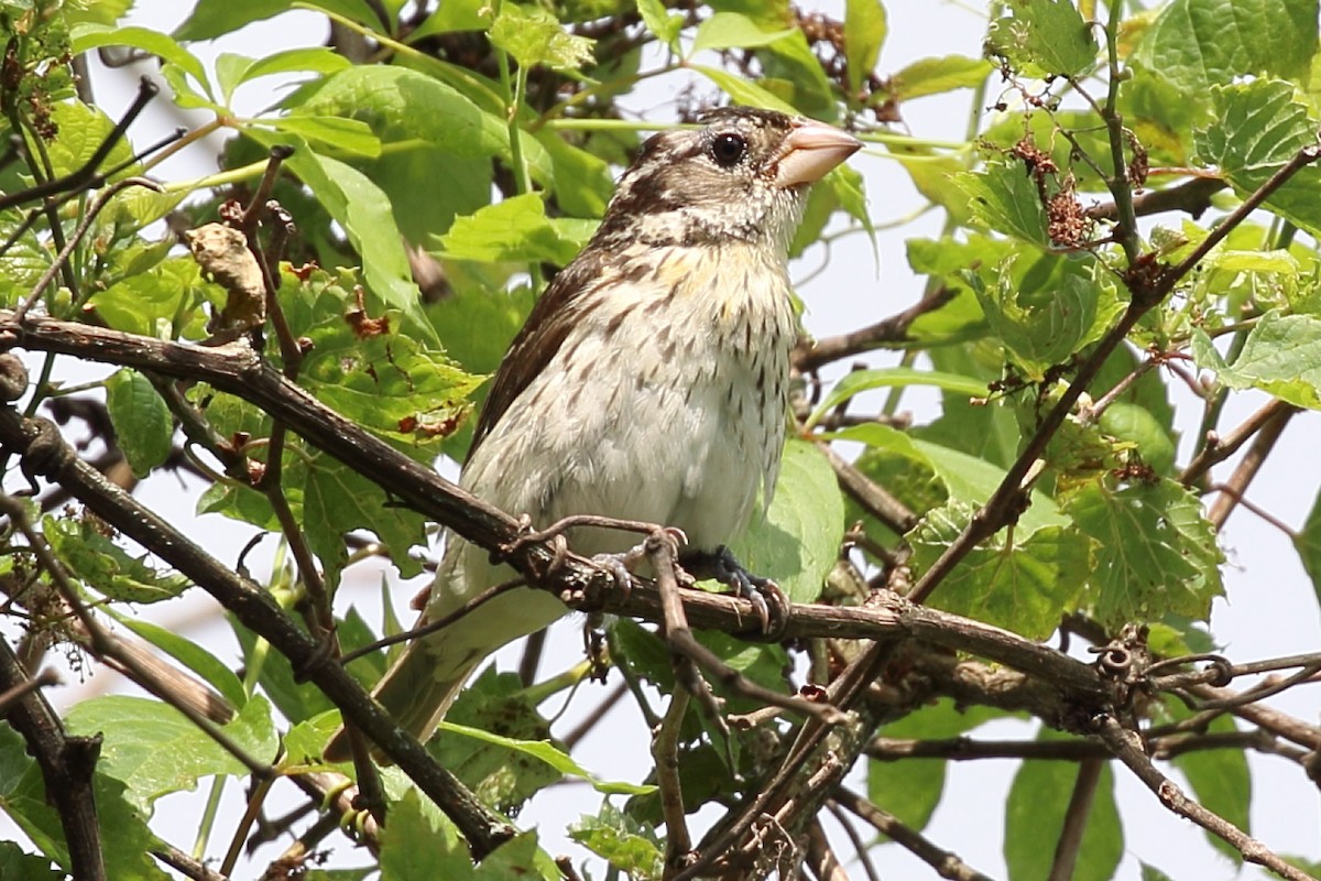 Rose-breasted Grosbeak - ML638176411