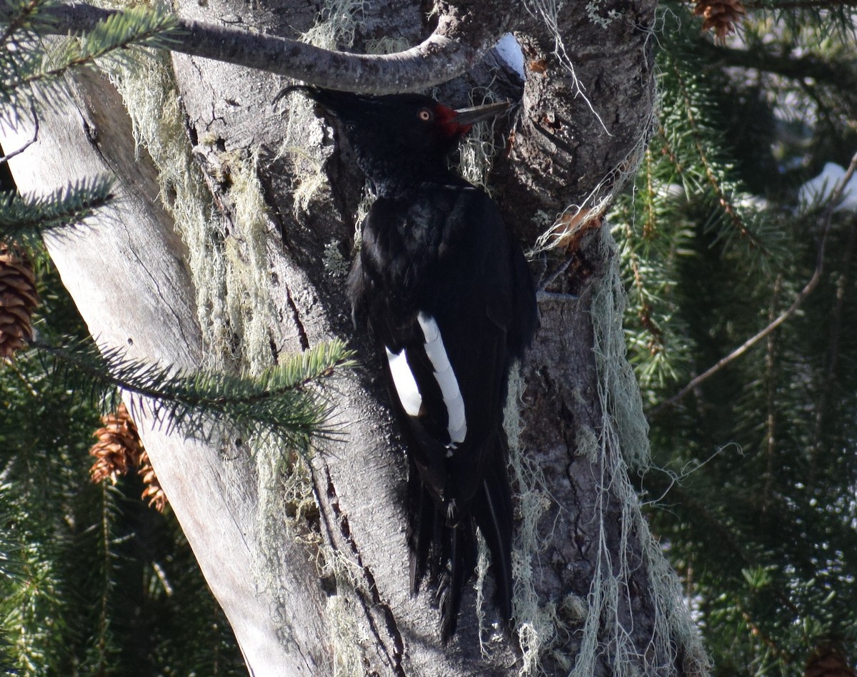 Magellanic Woodpecker - ML638176424