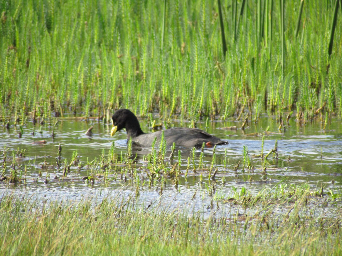 Red-gartered Coot - ML638176493