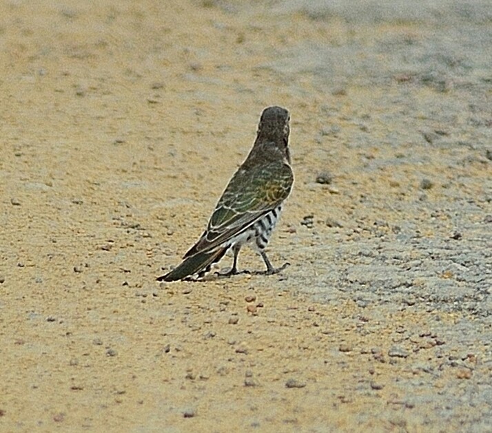 Horsfield's Bronze-Cuckoo - Weber Tsai