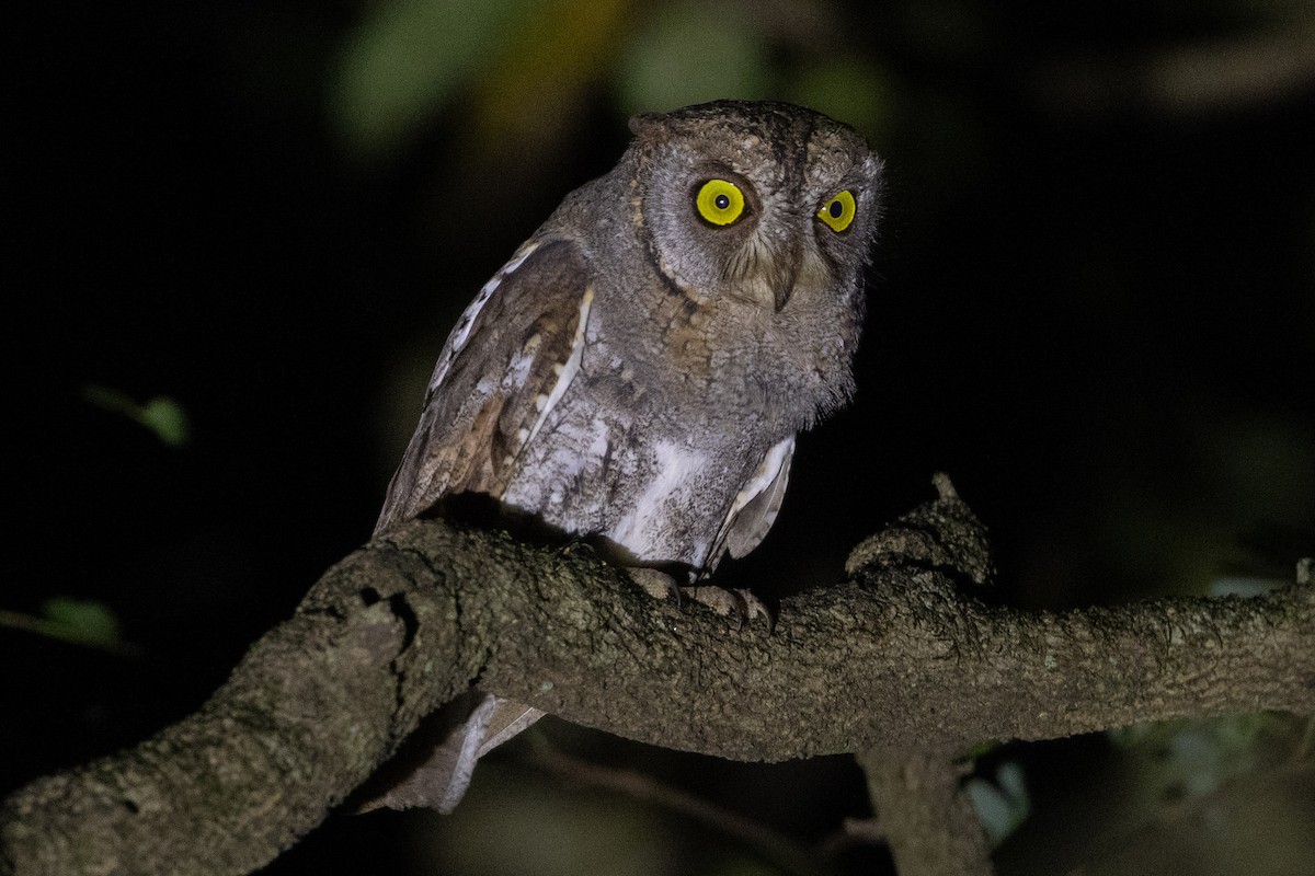 Oriental Scops-Owl - ML638176522