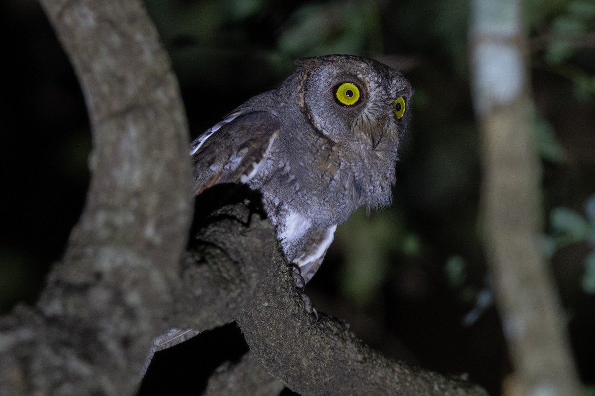 Oriental Scops-Owl - ML638176523