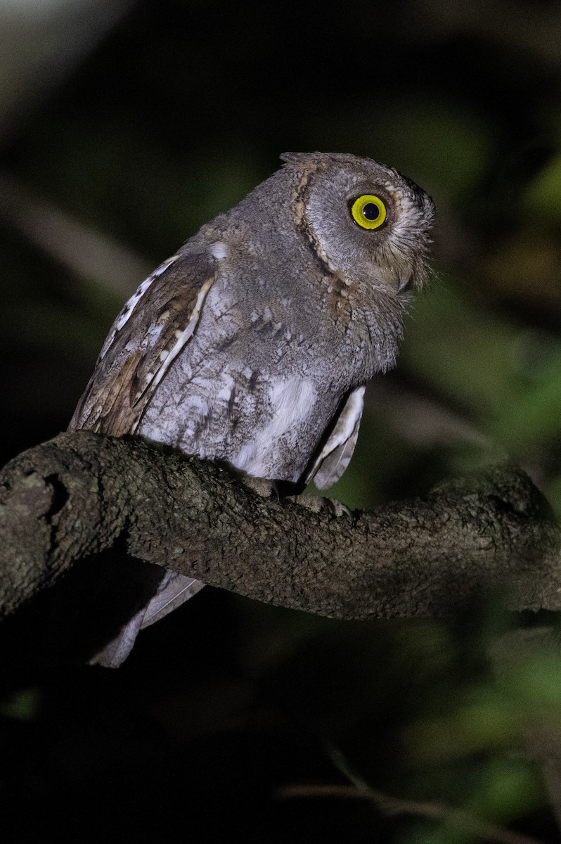 Oriental Scops-Owl - ML638176524