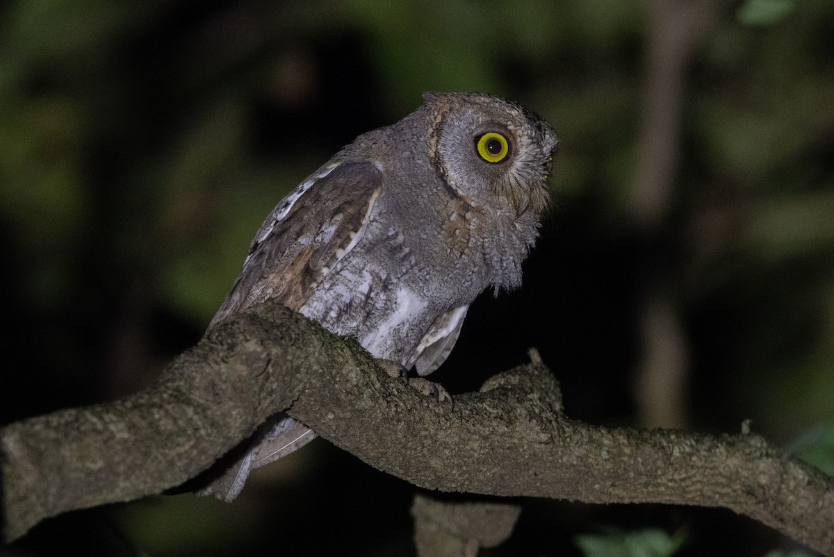 Oriental Scops-Owl - ML638176525