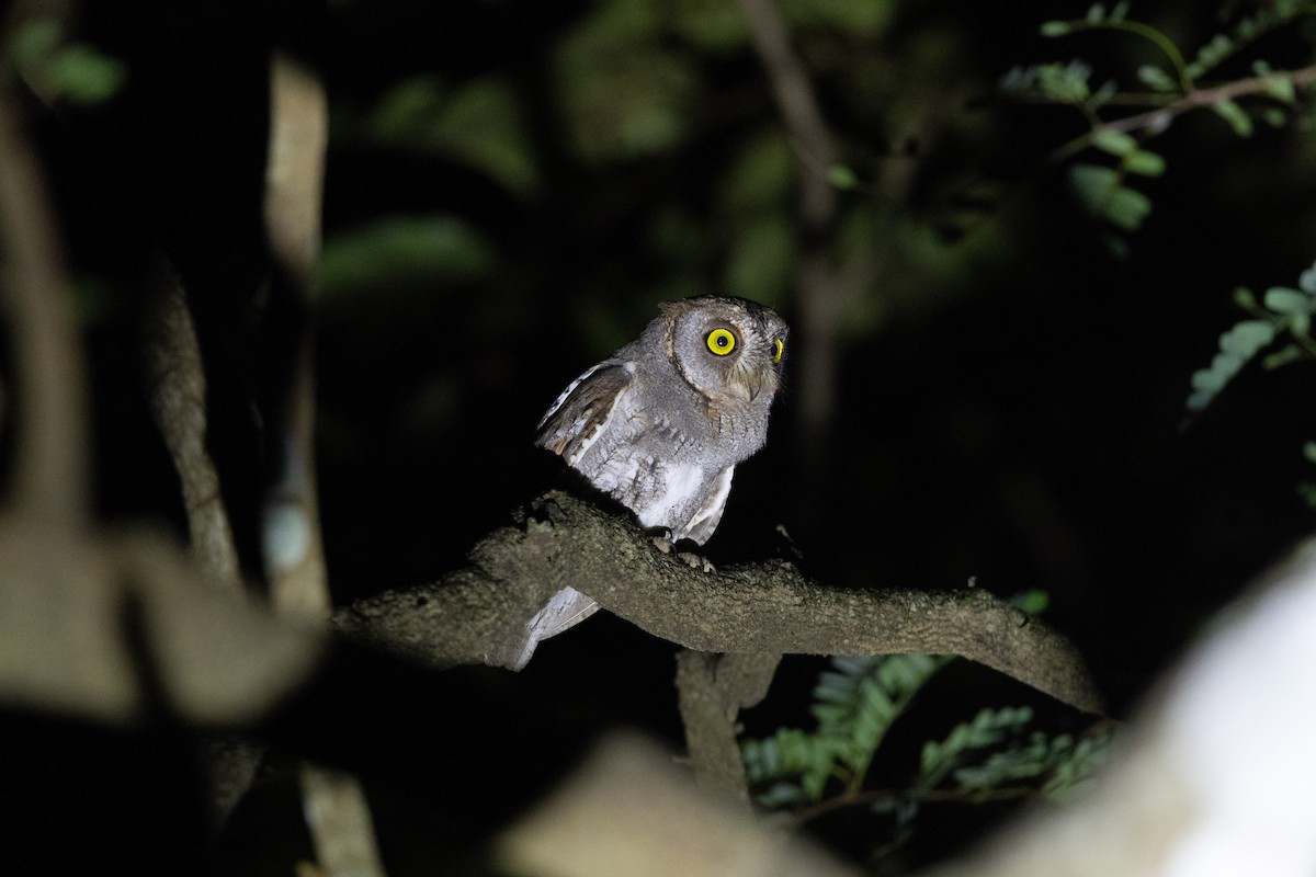 Oriental Scops-Owl - ML638176528