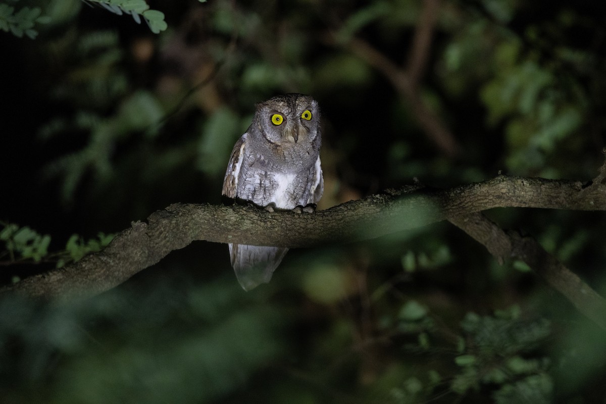 Oriental Scops-Owl - ML638176529