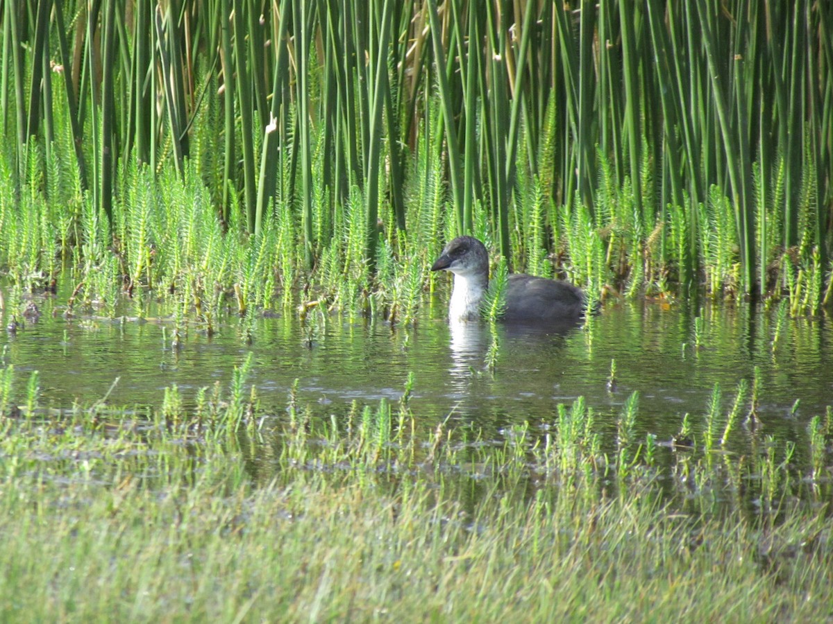 Red-gartered Coot - ML638176530