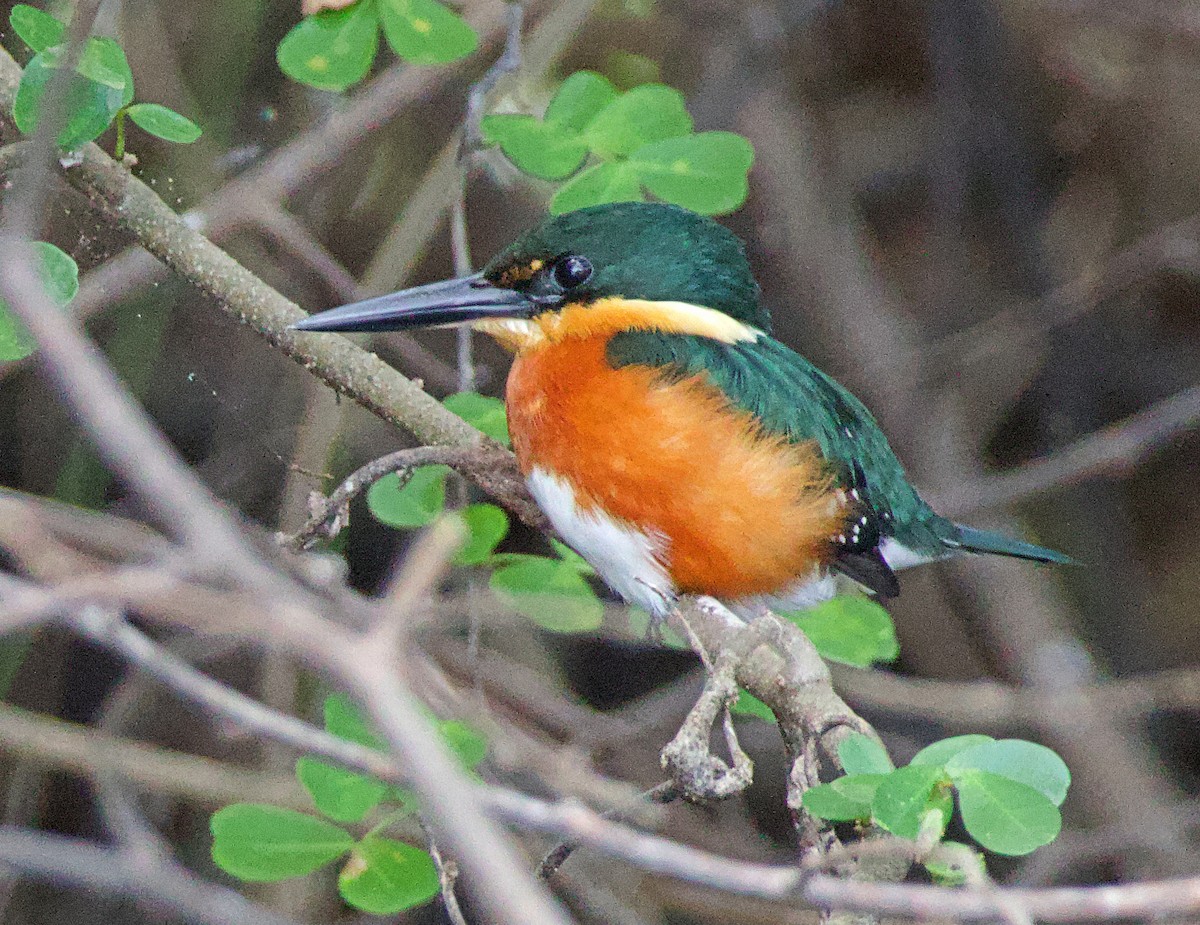 American Pygmy Kingfisher - ML638176548