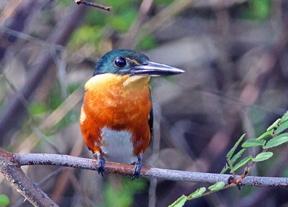 American Pygmy Kingfisher - ML638176549