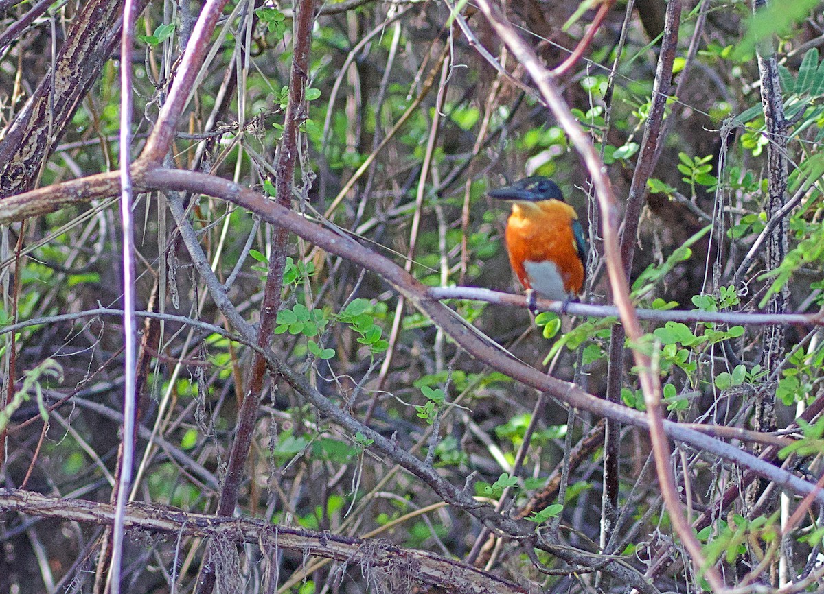 American Pygmy Kingfisher - ML638176551