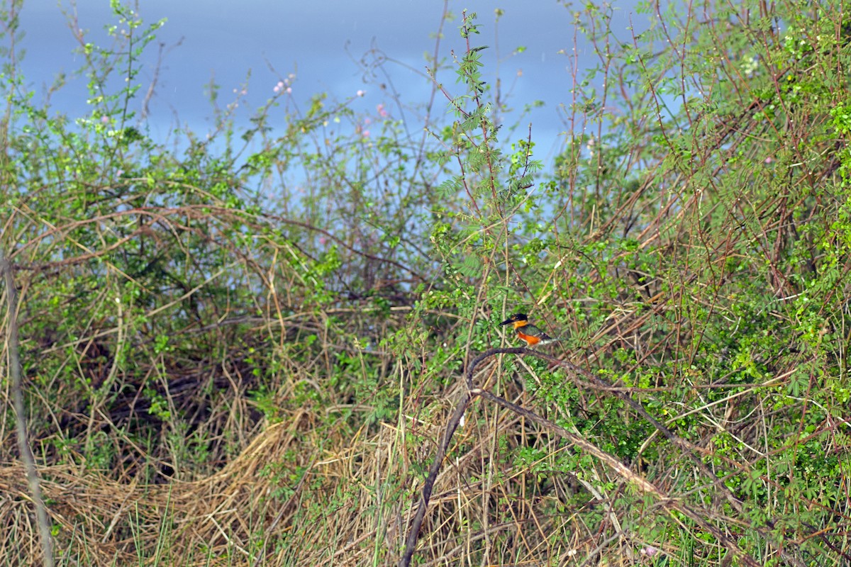 American Pygmy Kingfisher - ML638176552