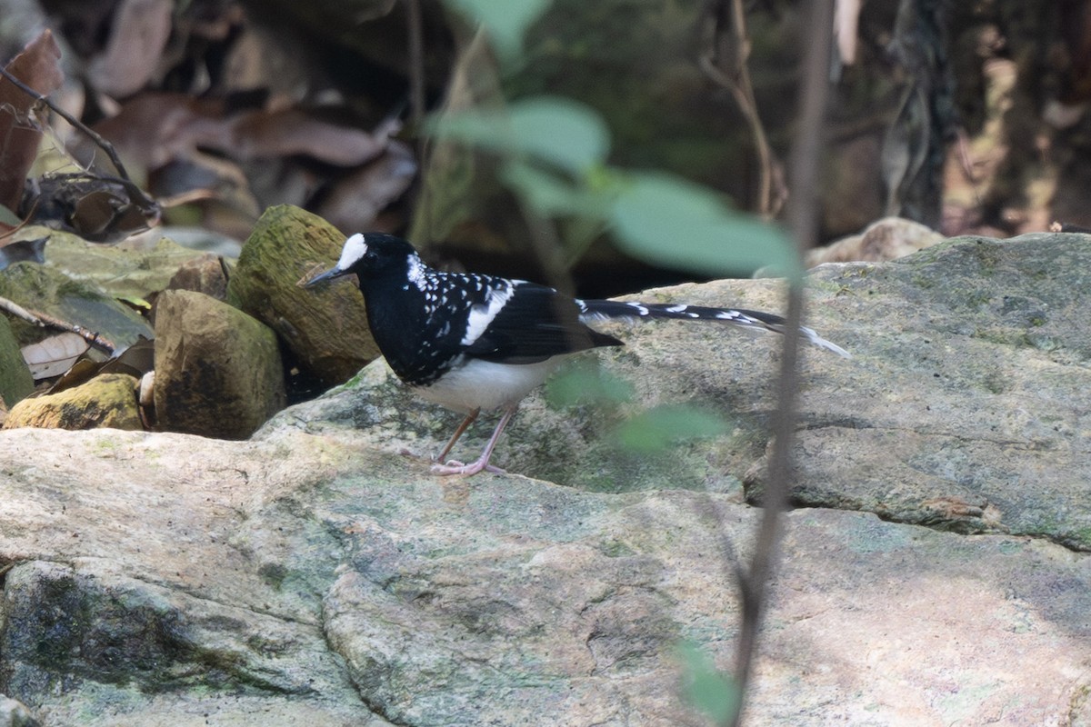 Spotted Forktail - ML638176563