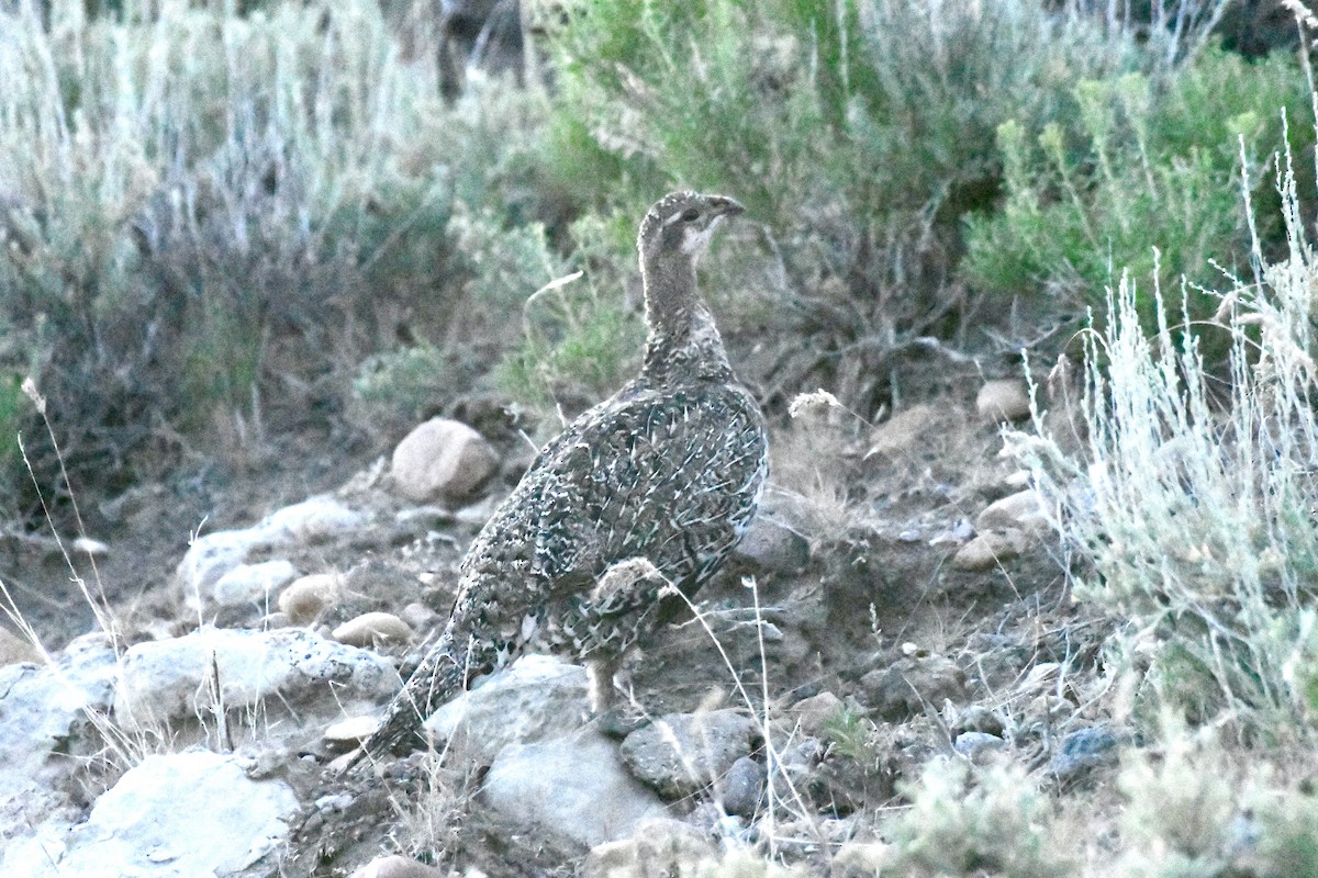 Greater Sage-Grouse - ML638176582
