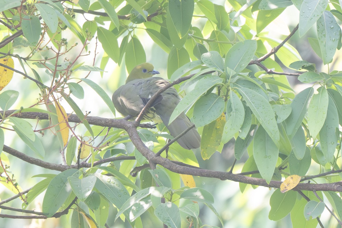 Wedge-tailed Green-Pigeon - ML638176584