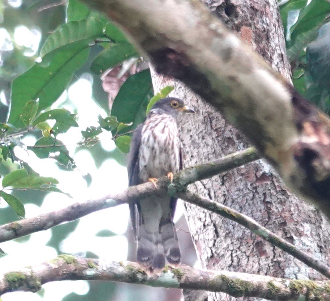 Moustached Hawk-Cuckoo - ML638176595