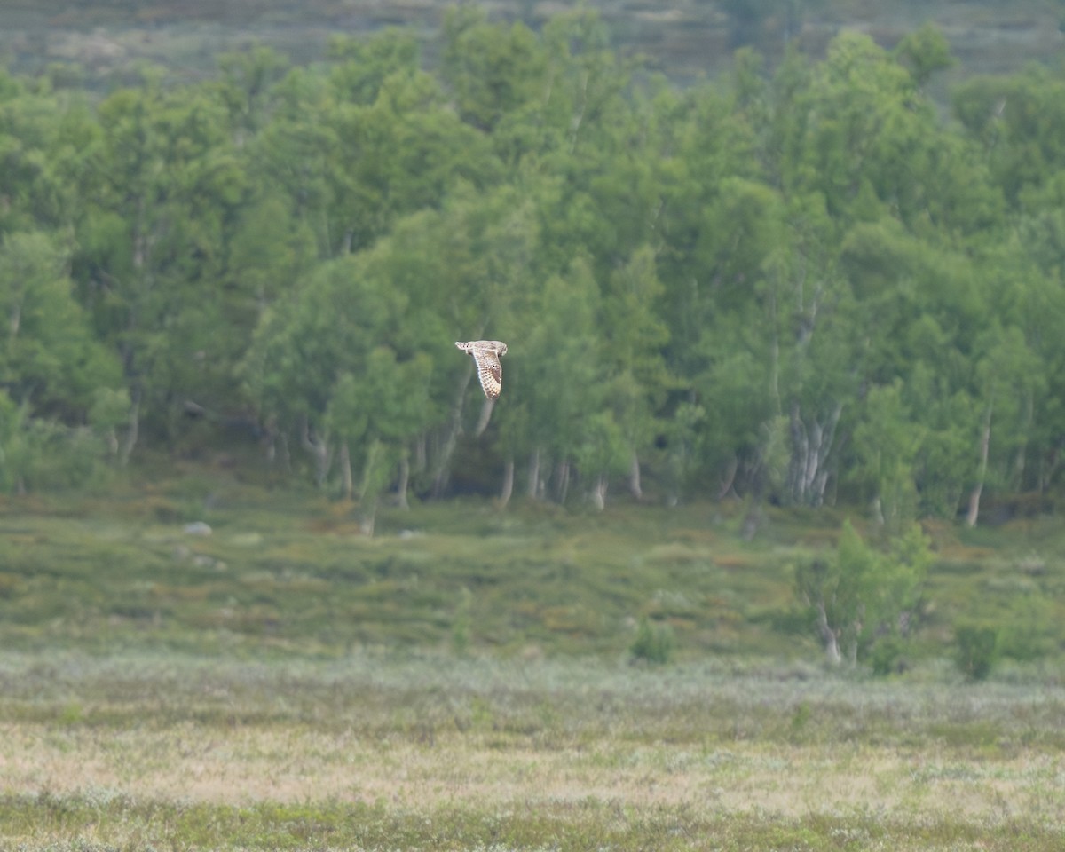 Short-eared Owl (Northern) - ML638176602