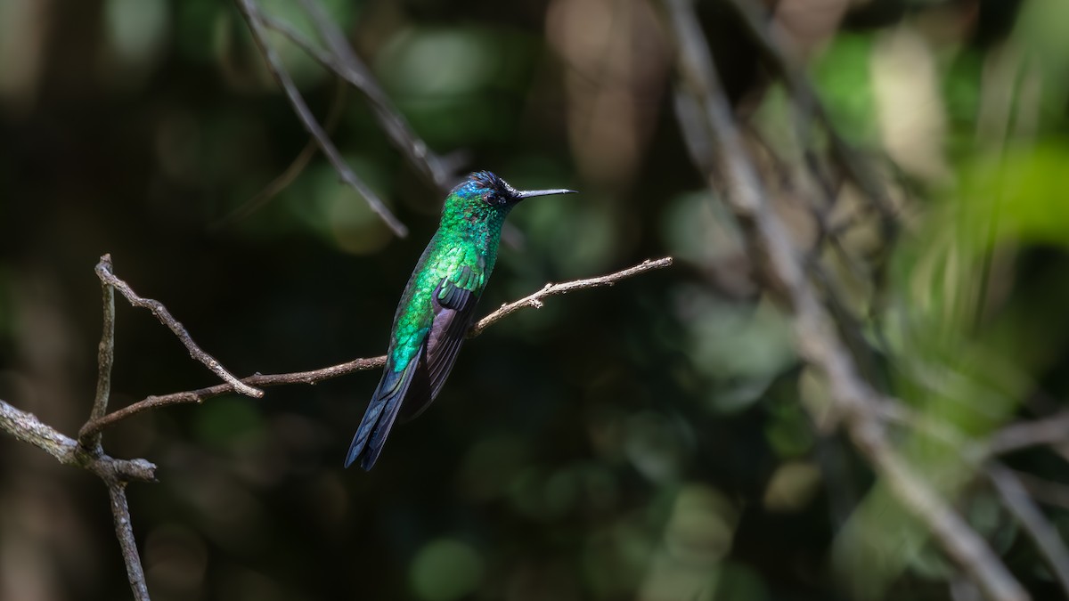 Violet-capped Woodnymph - ML638176607