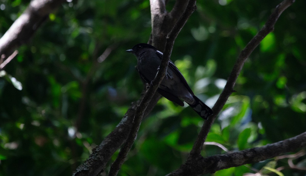 White-winged Becard - ML638176609
