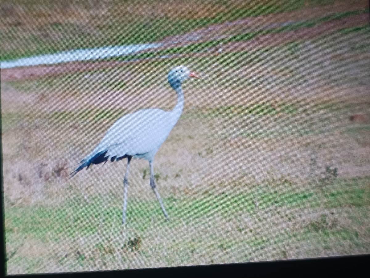 Blue Crane - ML638176612