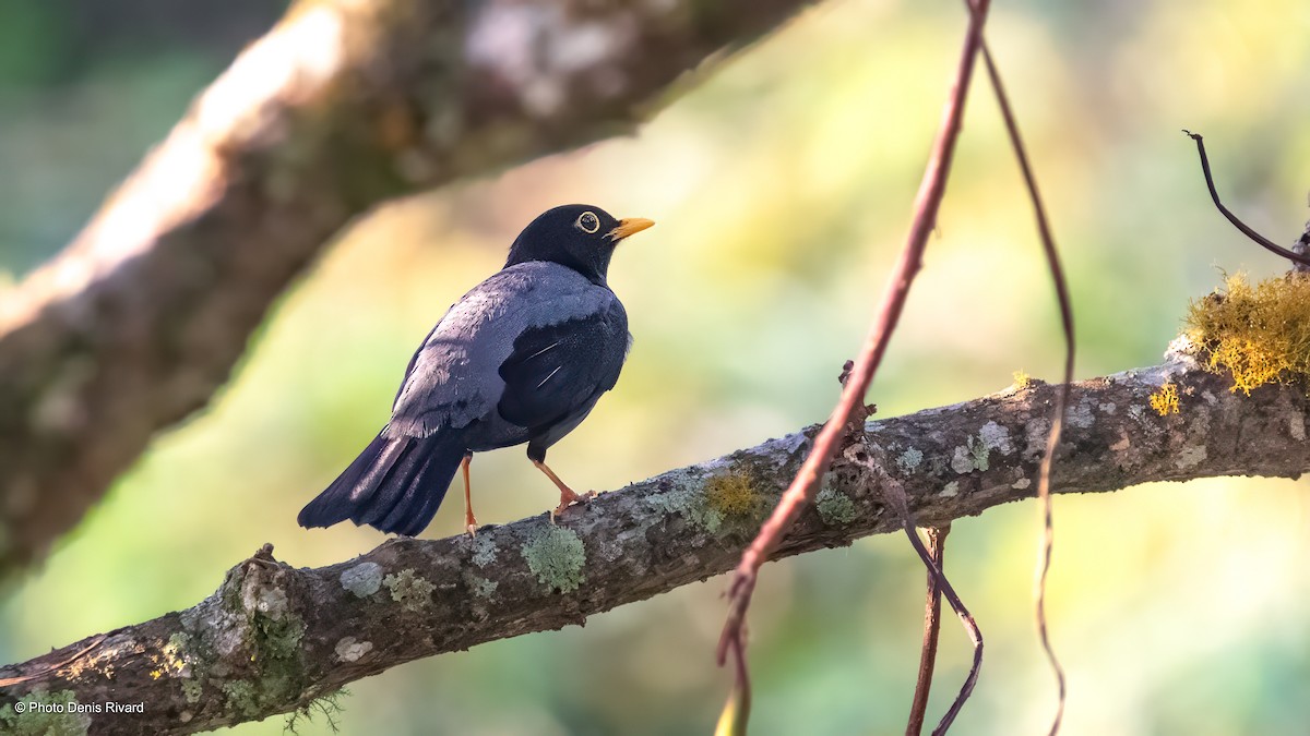 Yellow-legged Thrush - ML638176614