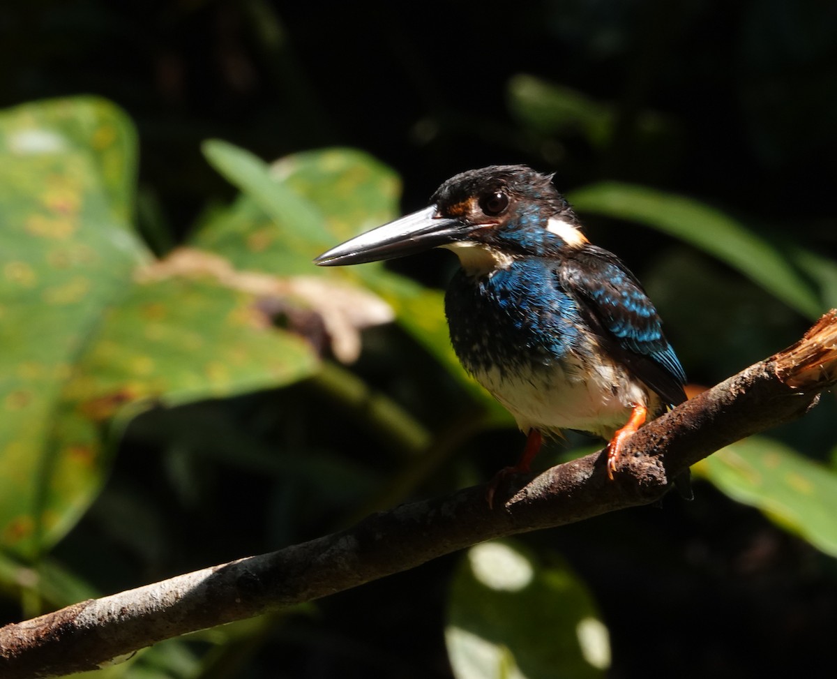 Malaysian Blue-banded Kingfisher - ML638176615