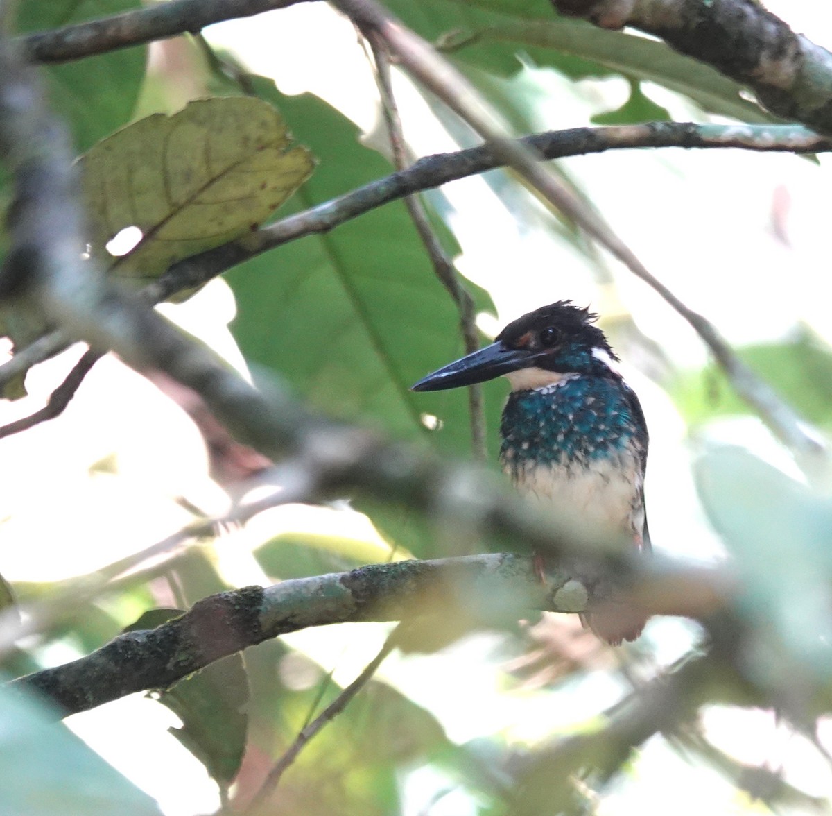 Malaysian Blue-banded Kingfisher - ML638176616
