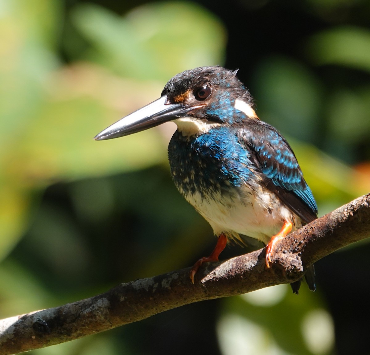 Malaysian Blue-banded Kingfisher - ML638176617
