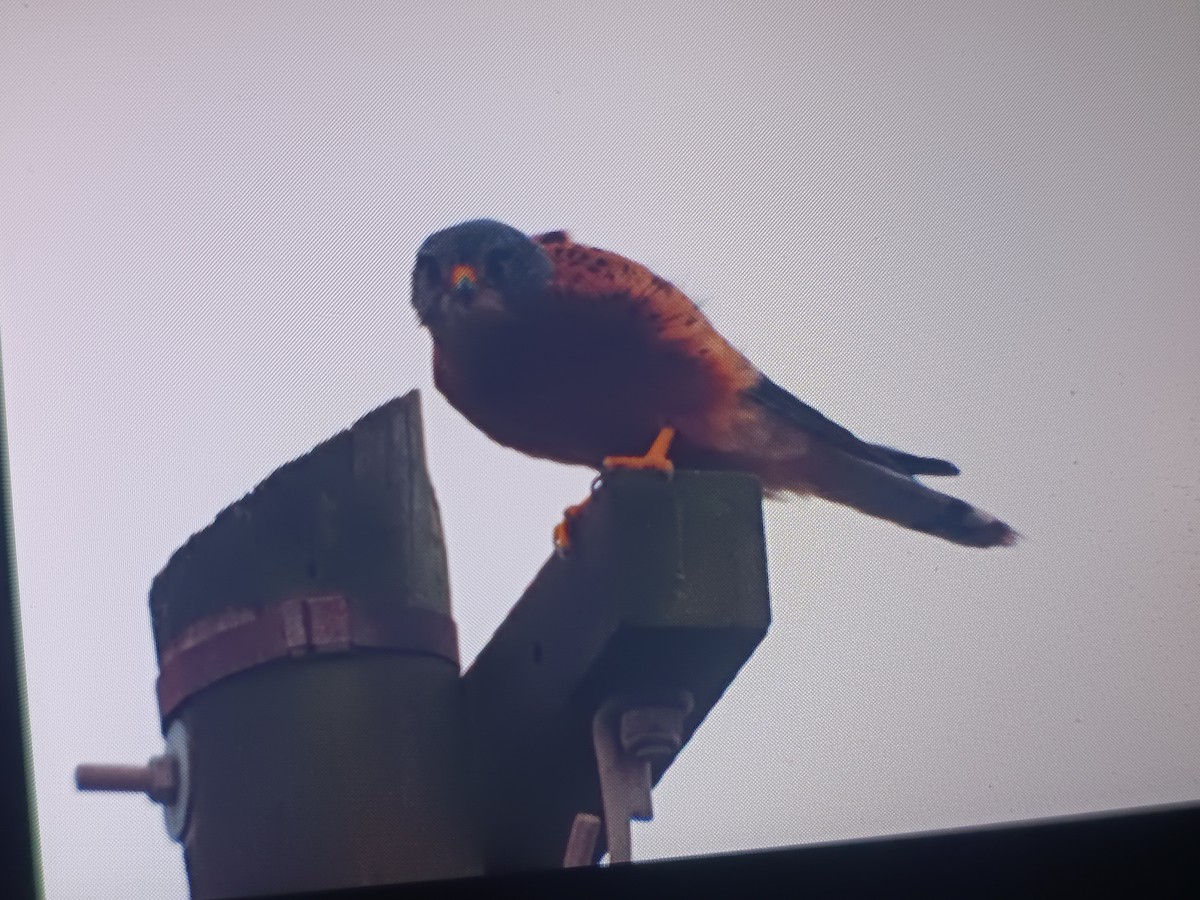 Rock Kestrel - ML638176627