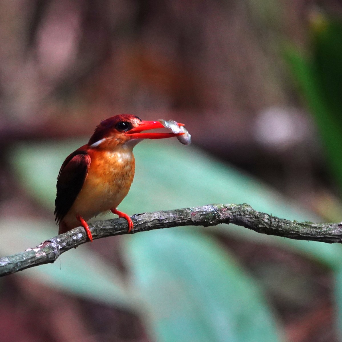 Rufous-backed Dwarf-Kingfisher - ML638176631