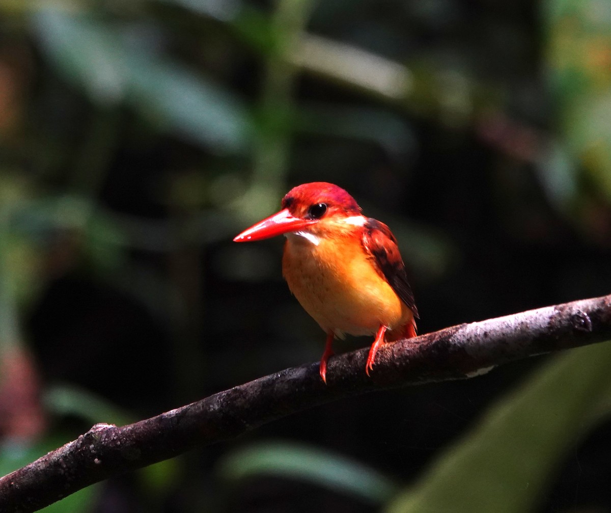 Rufous-backed Dwarf-Kingfisher - ML638176632