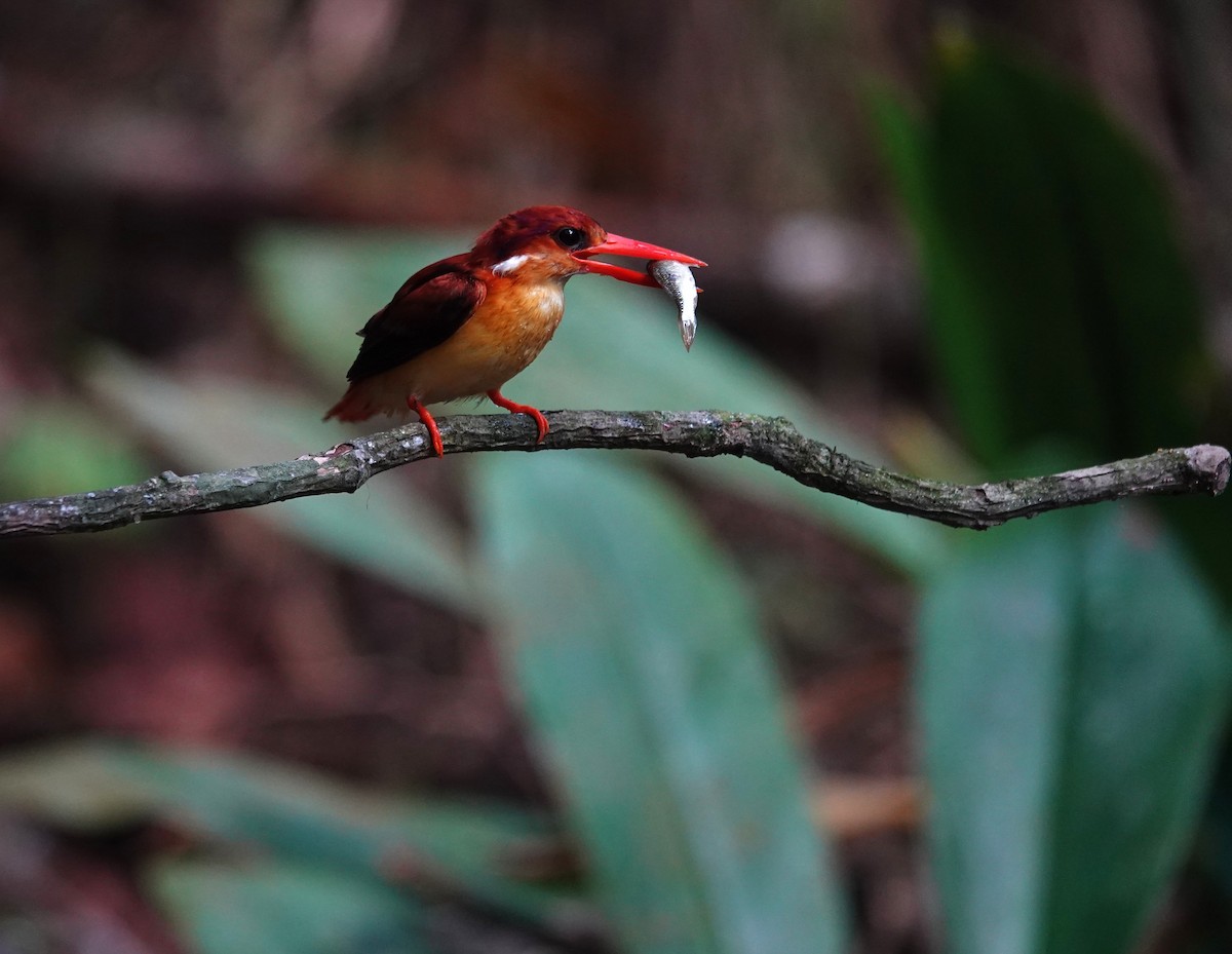 Rufous-backed Dwarf-Kingfisher - ML638176633