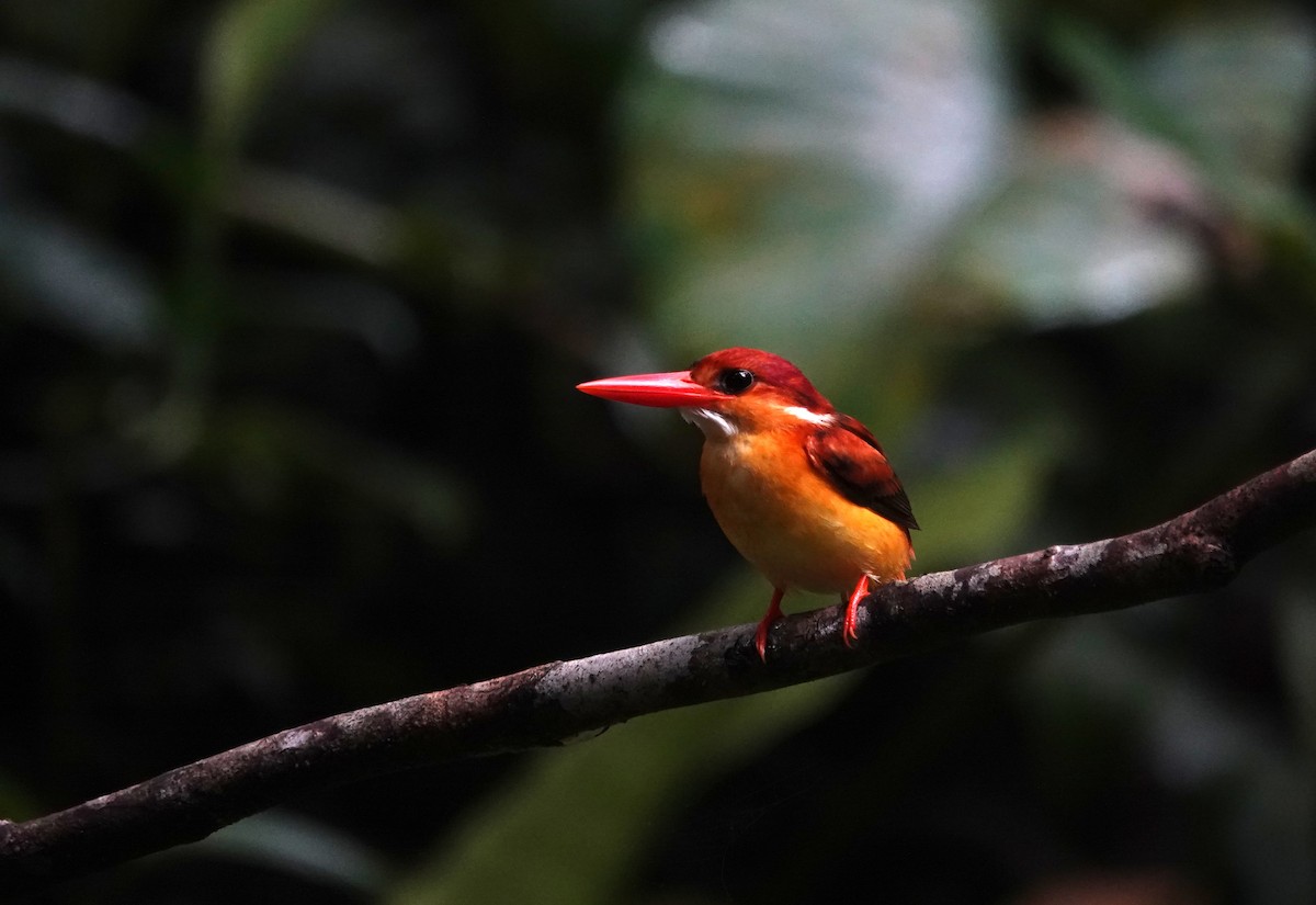 Rufous-backed Dwarf-Kingfisher - ML638176634